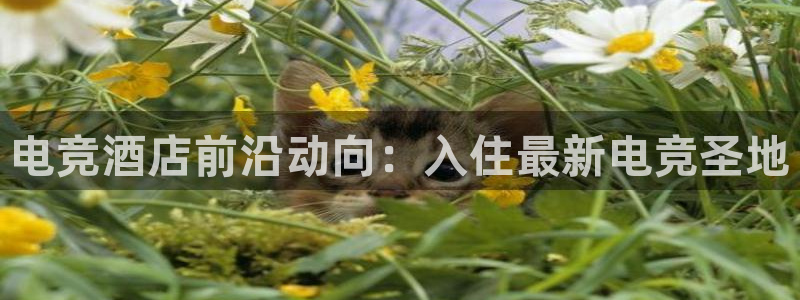 威廉希尔中文网站注册|电竞酒店前沿动向：入住最新电竞圣地